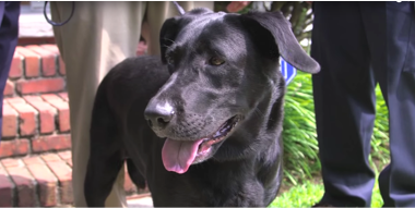 Sophie the Dog's Lifesaver Story