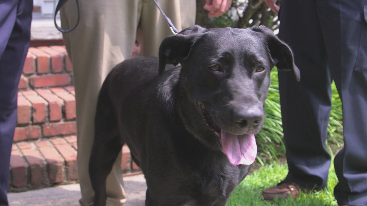 Chris Sacra Pet Lifesaver