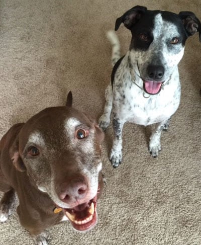 The Collins family dogs, Brutus and Dodge. The Collins family dogs, Brutus and Dodge.