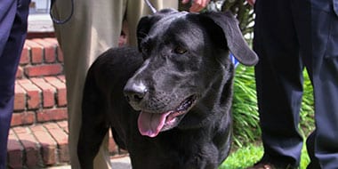 Chris Sacra's dog Sophie